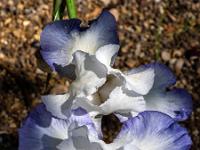 Irisblüten weißblau